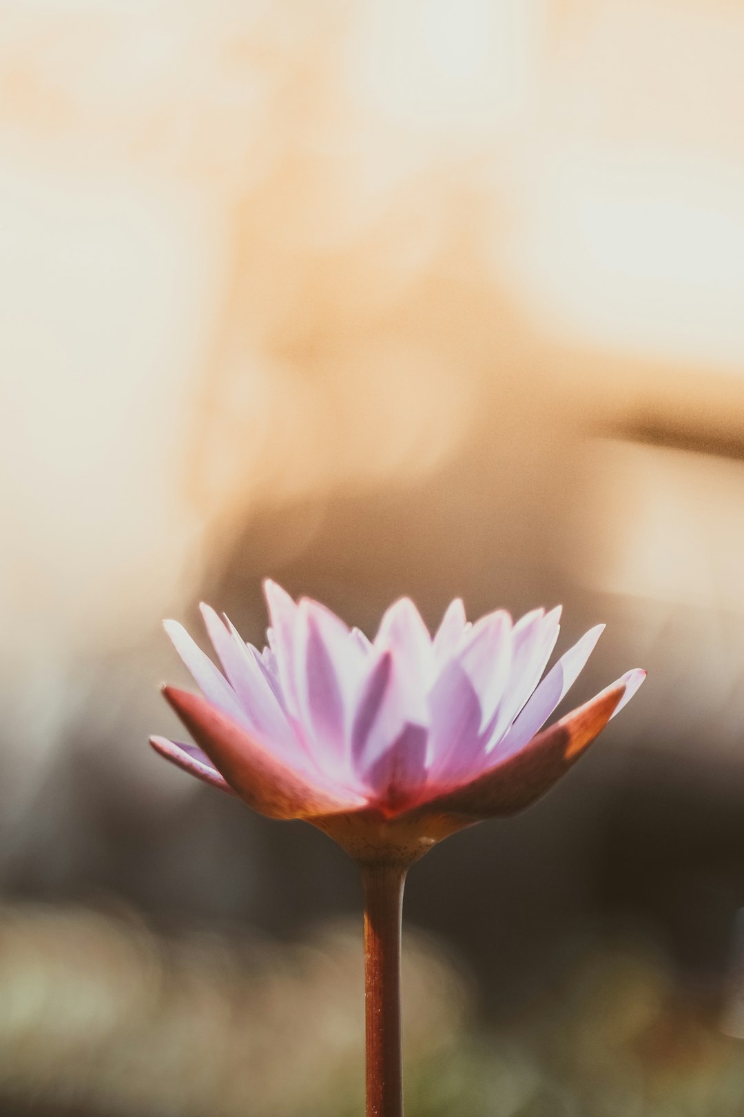 Mastering the First Impression: Your intriguing post title goes here Pink orange flower